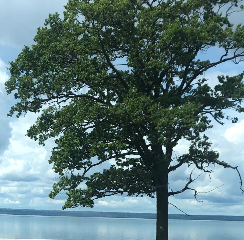 Swedish lake with tree in front
