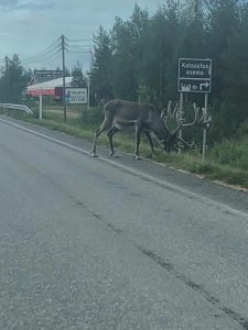 Reindeer on road